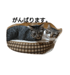ねこすたんぷ  by Satomi（個別スタンプ：14）