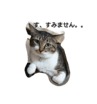 ねこすたんぷ  by Satomi（個別スタンプ：16）