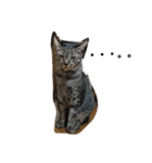 ねこすたんぷ  by Satomi（個別スタンプ：17）