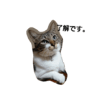 ねこすたんぷ  by Satomi（個別スタンプ：19）