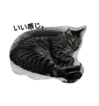 ねこすたんぷ  by Satomi（個別スタンプ：20）