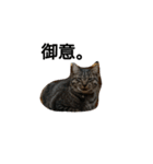 ねこすたんぷ  by Satomi（個別スタンプ：24）