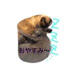 あしゅくりせばかぼ♡（個別スタンプ：4）