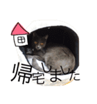 あしゅくりせばかぼ♡（個別スタンプ：7）