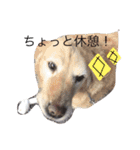 あしゅくりせばかぼ♡（個別スタンプ：13）