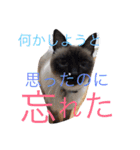 あしゅくりせばかぼ♡（個別スタンプ：23）