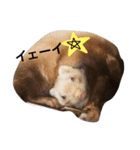 あしゅくりせばかぼ♡（個別スタンプ：30）