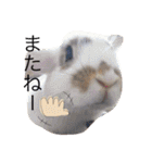 あしゅくりせばかぼ♡（個別スタンプ：36）