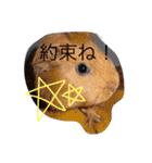 あしゅくりせばかぼ♡（個別スタンプ：40）