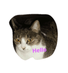 猫のスタイル（個別スタンプ：1）