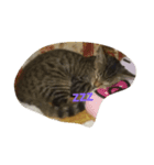 猫のスタイル（個別スタンプ：2）