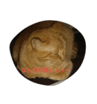 猫のスタイル（個別スタンプ：3）