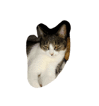 猫のスタイル（個別スタンプ：4）
