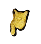 猫のスタイル（個別スタンプ：5）