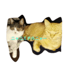 猫のスタイル（個別スタンプ：6）