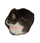 猫のスタイル（個別スタンプ：7）