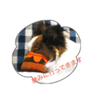 ひめ＆ねね（個別スタンプ：15）