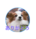 ひめ＆ねね（個別スタンプ：16）
