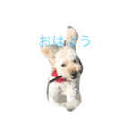ゴマスタンプ（個別スタンプ：4）