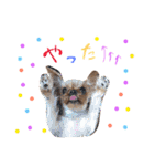 ケイシー犬 1（個別スタンプ：3）