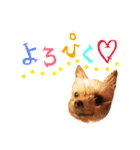 ケイシー犬 1（個別スタンプ：10）