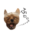 ケイシー犬 1（個別スタンプ：11）