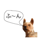 ケイシー犬 1（個別スタンプ：12）
