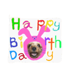 ケイシー犬 1（個別スタンプ：15）