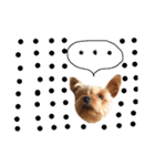ケイシー犬 1（個別スタンプ：16）