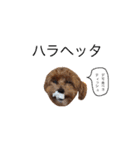 ケイシー犬 1（個別スタンプ：18）