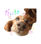 ケイシー犬 1（個別スタンプ：19）