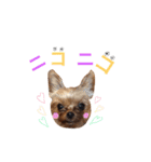 ケイシー犬 1（個別スタンプ：21）