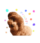 ケイシー犬 1（個別スタンプ：22）