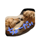 レオンとみゅう（個別スタンプ：23）
