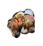 レオンとみゅう（個別スタンプ：24）