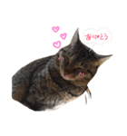 うちのみーちゃん(姉Ver.)（個別スタンプ：2）