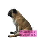 Pug ジン太とゲン太の日常2（個別スタンプ：2）
