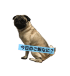 Pug ジン太とゲン太の日常2（個別スタンプ：3）