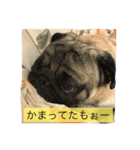 Pug ジン太とゲン太の日常2（個別スタンプ：4）