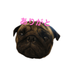 Pug ジン太とゲン太の日常2（個別スタンプ：5）