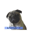 Pug ジン太とゲン太の日常2（個別スタンプ：6）