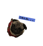Pug ジン太とゲン太の日常2（個別スタンプ：8）