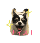 Chihuahua is crowded！（個別スタンプ：3）