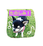 Chihuahua is crowded！（個別スタンプ：8）