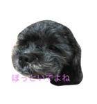 愛犬たける愛猫みゅう（個別スタンプ：2）