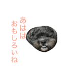 愛犬たける愛猫みゅう（個別スタンプ：3）