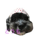愛犬たける愛猫みゅう（個別スタンプ：4）