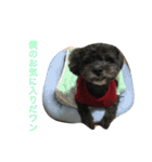 愛犬たける愛猫みゅう（個別スタンプ：5）