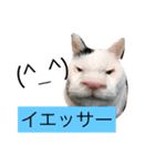 愛犬たける愛猫みゅう（個別スタンプ：7）