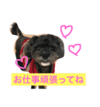 愛犬たける愛猫みゅう（個別スタンプ：10）